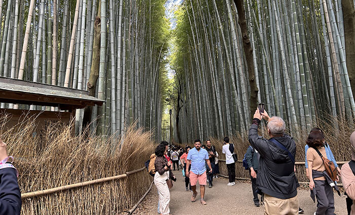 Arashiyama Bamboo forest