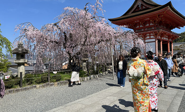 Cherry Blossom in Kyoto